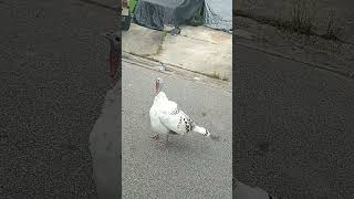 White turkeys