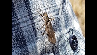 Blackfoot River Skwala and BWO's