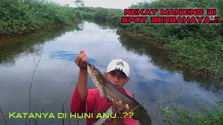 Mancing casting dapat Sambaran gabus besar bikin jantung berdebar debar..!!