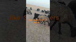 Saudi Arab Ka bakri❤️like 👍subscribe 💖kariye👈