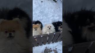 Cute puppies in the snow🥶❄️