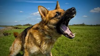 Dogs Attacking a Car - Why do dogs attack cars and exhibit more aggressive behavior? -Attack of Dogs