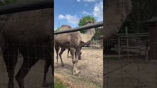 Camels at Lewis Adventure Farm & Zoo. #camels #camel #zoo #westmichigan #zoolife #michigan