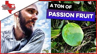 I Found Passion Fruit Growing in East Texas [By Accident] | #EastTexasHomestead