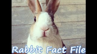 Are Rabbits The Right Pet For You? | 12 Rabbit Care Tips