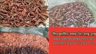 দেশি শিং মাছের পোনা দুই ইঞ্চি সাইজের | Desi shing fish farming |