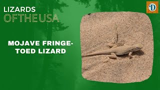 MOJAVE FRINGE TOED LIZARD