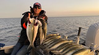 Chasing kahawai in Port Phillip Bay