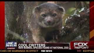 Scientists Discovered an Adorable New Mammal: Meet the Olinguito!