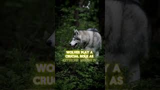 Interesting Facts About Wolf Part 2  #animals #creaturesfacts #interestingfacts