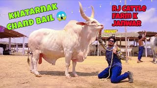 KHATARNAK CHAND BAIL 😱 BAKRA EID | COW VLOG 🥰 | CATTLE FARM VLOG