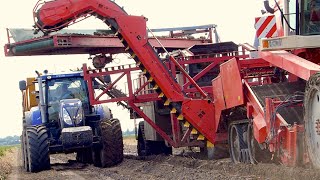 Tulpenbollen rooien / Tulip bulbs harvest | Grimme SF 3000 / Horsch TT 380 | V.O.F. Dogterom