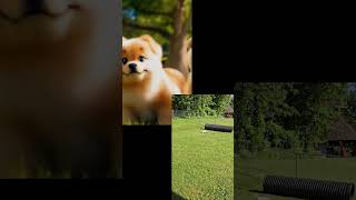 My puppies vs. Your puppies #puppylove #cutepuppies #shortvideo #shortsvideo #doglover #puppy