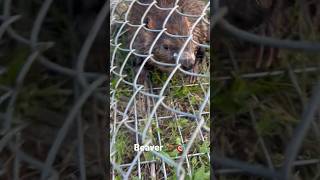 Beaver took the bait🦫 #beavers #animals #wildlife #outdoorlife #animalshorts #shorts