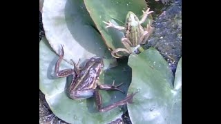 Raniformis Frog vs Frog attacks, yes unfortunately they are cannibals.