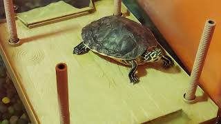 Turt Laying