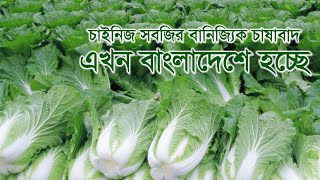 চাইনিজ সবজির আবাদ- উচ্চ মূল্যের চাইনিজ সবজির বানিজ্যি চাষাবাদ হচ্ছে এখন বাংলাদেশে - Around of bengal