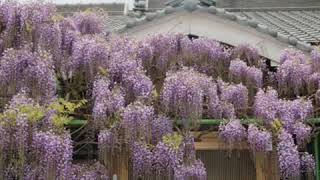 Wisteria in my neighborhood