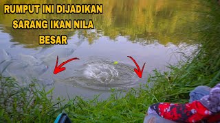 Momen Langka Mancing Ikan Di Tepi Sungai Dekat Rumput Justru Dapat Yg Besar