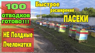 Как мы делаем ОДНО РАМОЧНЫЕ отводки на НЕ ПЛОДНУЮ матку