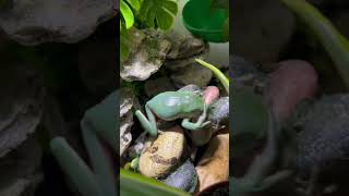 frog fight 🤣 #animals #funnyanimals