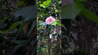 12/11/2024 Canning Ezeiza Buenos Aires Argentina 🦜🦜🦜🦜👍🌸🌸🌸🌸🌸 #rosas #nature #rose #plants #flores