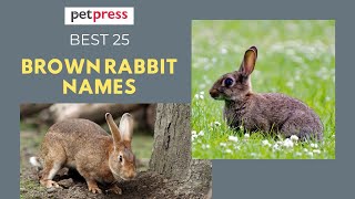 25 Adorable Brown Rabbit Names That Will Make You Fall In Love