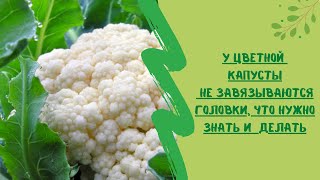 У цветной капусты не завязываются головки, что нужно знать и  сделать