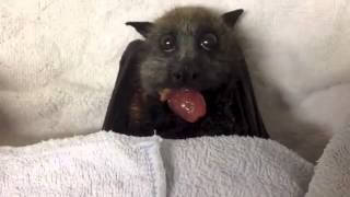 Flying Fox bat eats grapes