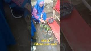 reels dibantu pak toyib #reels #facebook #p5