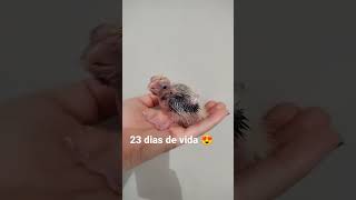 filhote de calopsita com 23 dias de vida #shorts