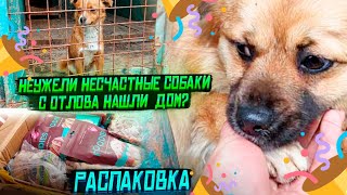 Неужели  собаки  с отлова нашли дом?😱 | Распаковки посылок | Отказали  в возбуждении дела