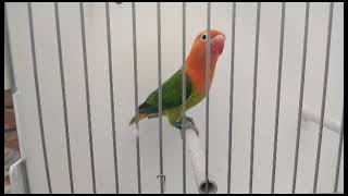 Green opline #lovebirds #shorts #video #viral #shortsvideo