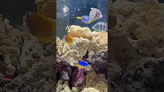 Hungry!!! #ashmir #shortvideo #shortvideo #fish #youtube #aquarium #happy