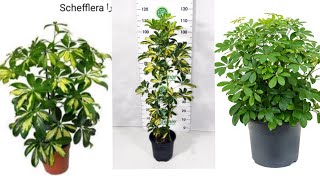 العناية بنبتة الشفليرا من ري و تسميد و اكثار, رعاية نبات الشفليرا, Schefflera Care and Propagation