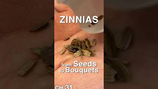 How to Grow Zinnias from Seeds to Bouquets