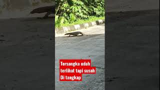 tersangka pencuri ikan dan ayam #viral #tangkap