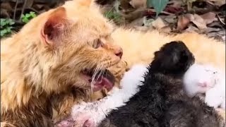 Rescuing a Dog and a Cat! Heartwarming Moment of Animal Rescue