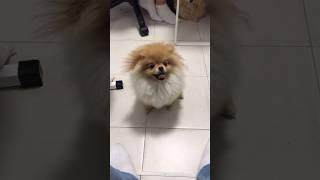 😍САМАЯ МИЛАЯ СОБАЧКА В МИРЕ😱 😍CUTEST DOG IN THE WORLD😱