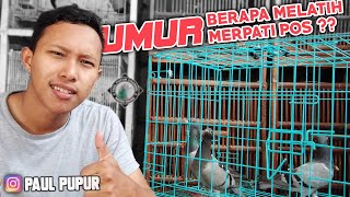 BERAPA UMUR YANG PAS BUAT MELATIH MERPATI POS ?