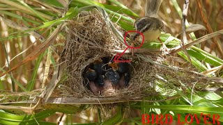 Spider is best food her baby sparrow