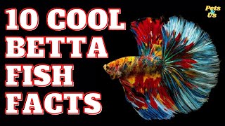 🔝⭐ Top 10 Facts about Betta fish | Facts about Betta 🐟 (2022) | Pets and Us