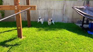 Wire Fox Terrier Clean in the Backyard