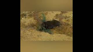 Wild Boar hunting with Shotkam (partie 2) Chasse aux sangliers/صيد الخنازير البرية By Omar