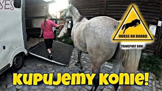 KUPUJEMY KONIE! HORSE ON BOARD