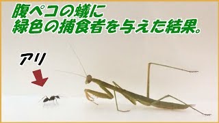 蟻戦争＃ 幻の152回  腹ペコのアリに緑色の捕食者を与えた結果。編～Japanese ants vs mantis～