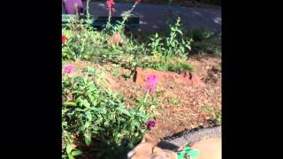 Behavior modification 3 dog Hailey: before footage