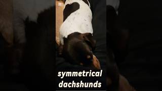 Symmetrical  dachshunds