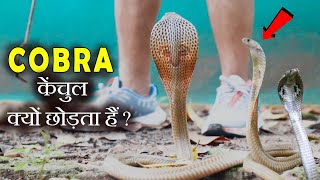 कोबरा काटने के बाद क्या समस्या हो सकता है🐍😱 ? साँप केंचुल क्यों छोड़ता हैं ? #snake #cobra