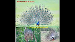 Peacock Dance up close, sound & mating ritual | Most Beautiful bird on the planet | TrulyWild 4K